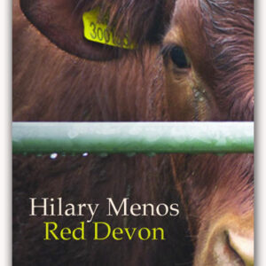 The head of a Red Devon cow looking at the photographer through a galvanised fence
