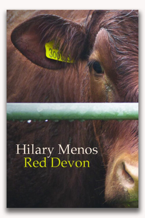 The head of a Red Devon cow looking at the photographer through a galvanised fence